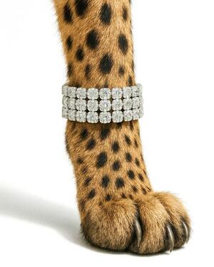 Cheetah