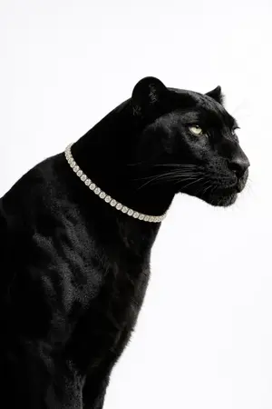 Panther